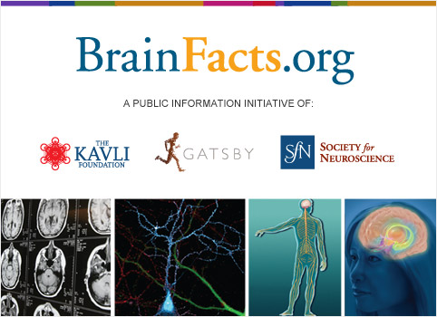BrainFacts.org