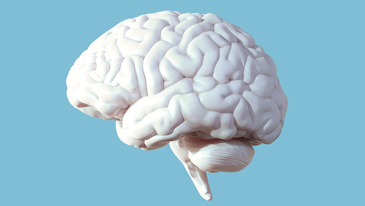White brain on light blue background