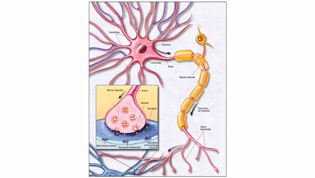 https://www.sfn.org/-/media/Brainfacts2/Brain-Anatomy-and-Function/Anatomy/Article-Images/Neuron-Illustration.jpg
