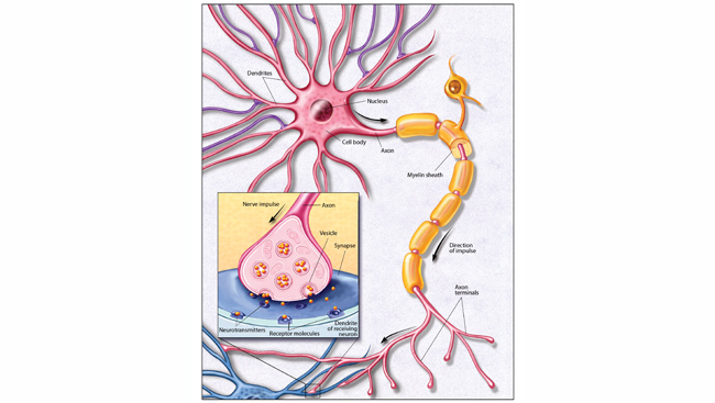 Diagram of a neuron