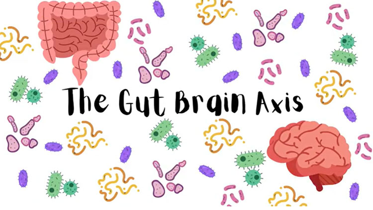 Gut brain