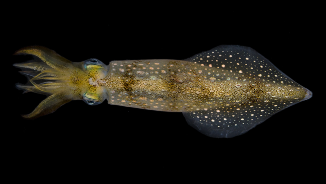 https://www.sfn.org/-/media/Brainfacts2/Brain-Anatomy-and-Function/Cells-and-Circuits/Article-Images/Longfin-Squid.png