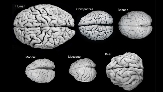 Brains of the Animal Kingdom