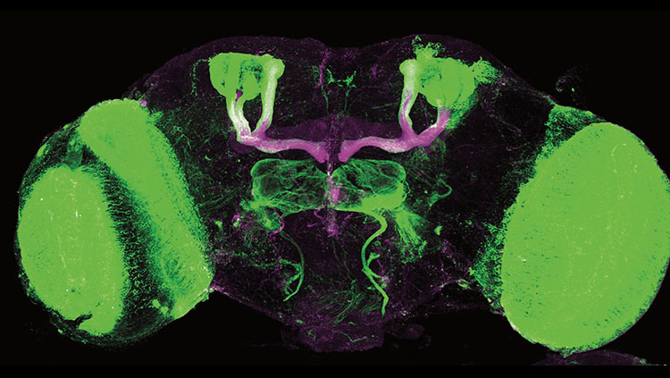 Fluorescent microscope image of a fruit fly brain