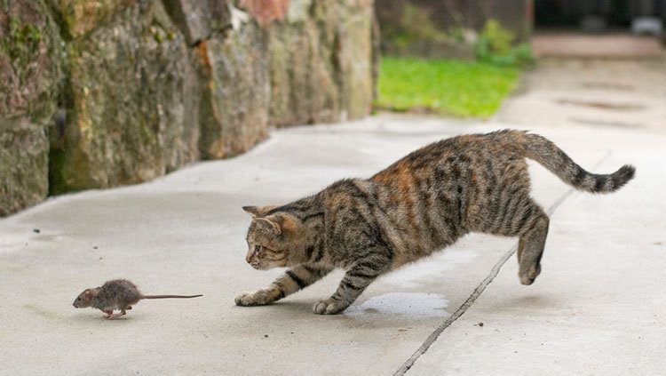 Cat chasing a mouse