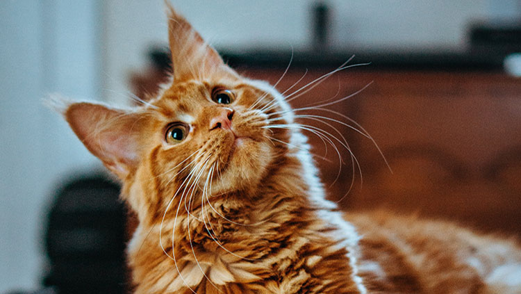Cat looking up