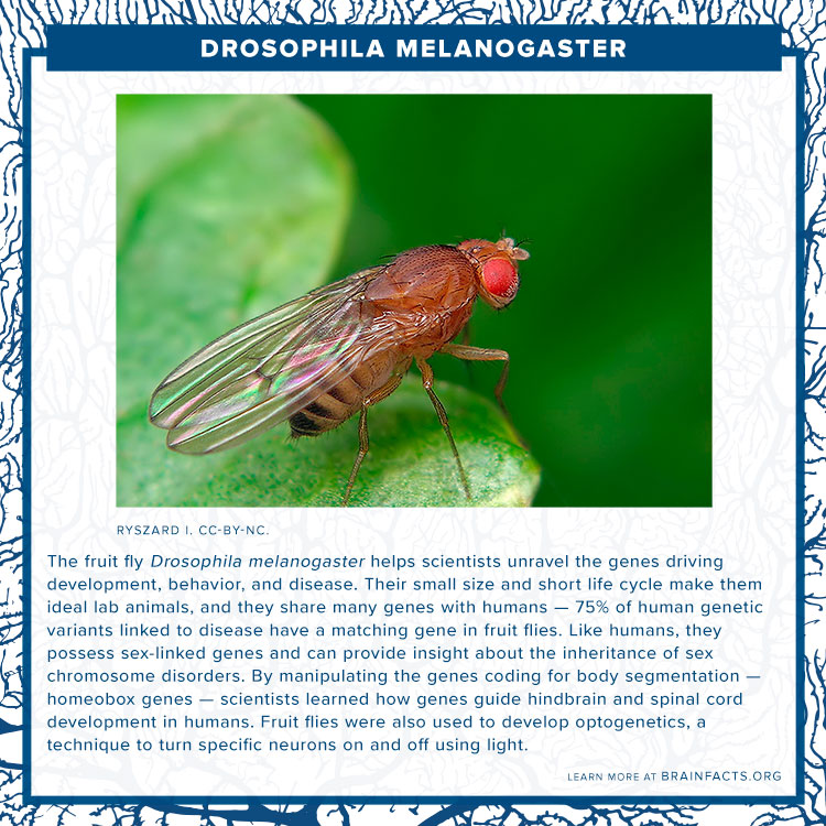 Melanogaster drosophila