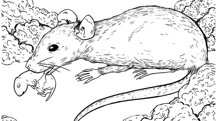 Female mouse with pup