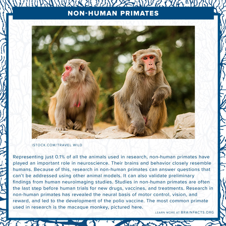 Non-Human Primates Non-Human Primates