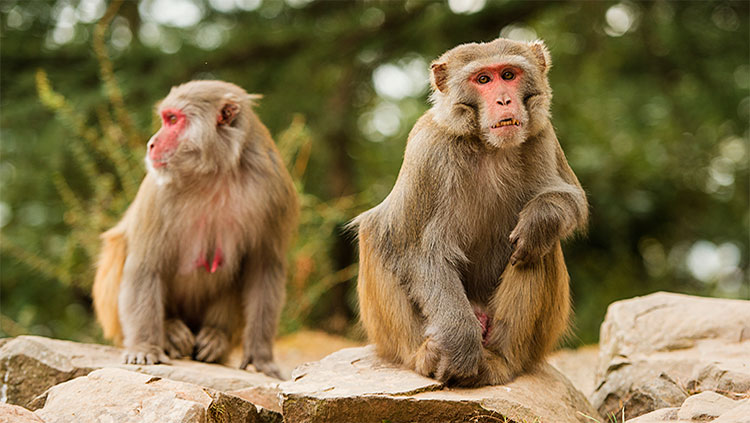 Primates sitting