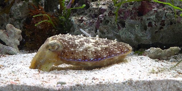 Sleeping cuddlefish