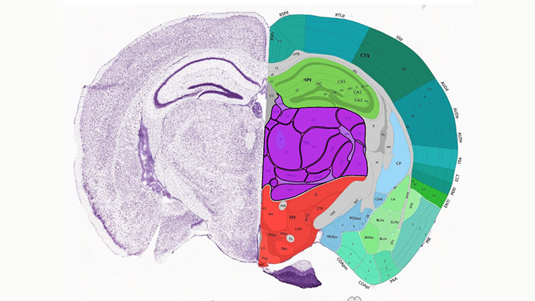 https://www.sfn.org/-/media/Brainfacts2/In-the-Lab/Tools-and-Techniques/Article-Images/Data-Driven-Mouse-brain-atlas.png