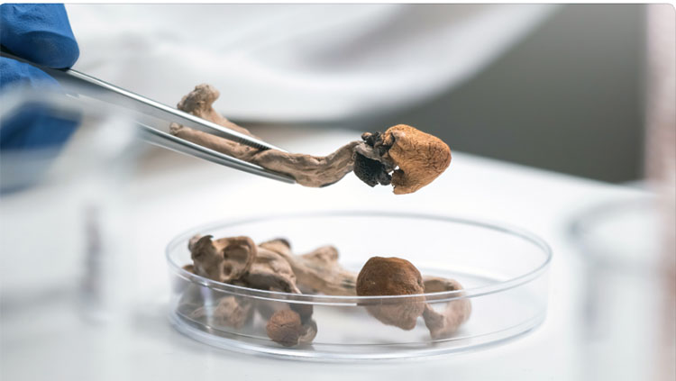Mushrooms in a petri dish