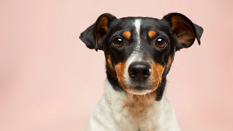 ICYMI: Dogs' Brains Don't Care About Faces