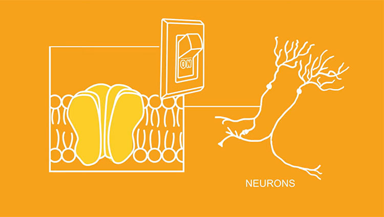 Optogenetics thumbnail