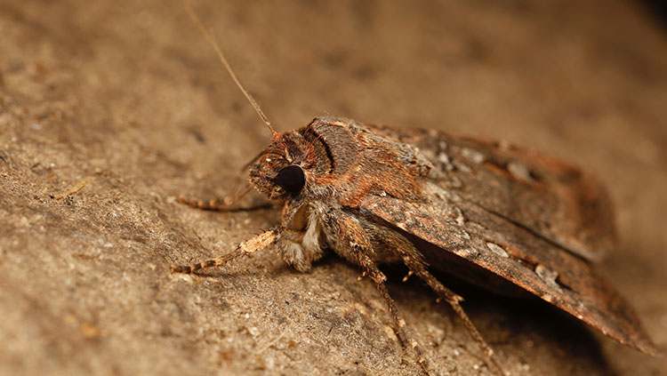 Brown moth
