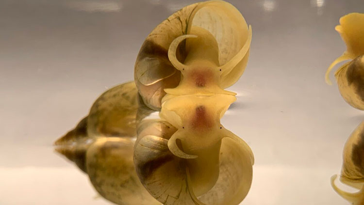 a snail reflecting on the pond