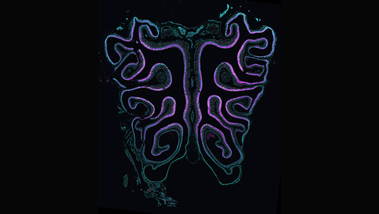 Mouse olfactory sensory neurons