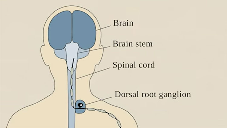 Graph of nervous system