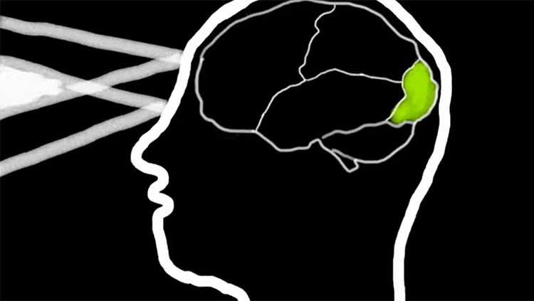 Silhouette of a head and brain