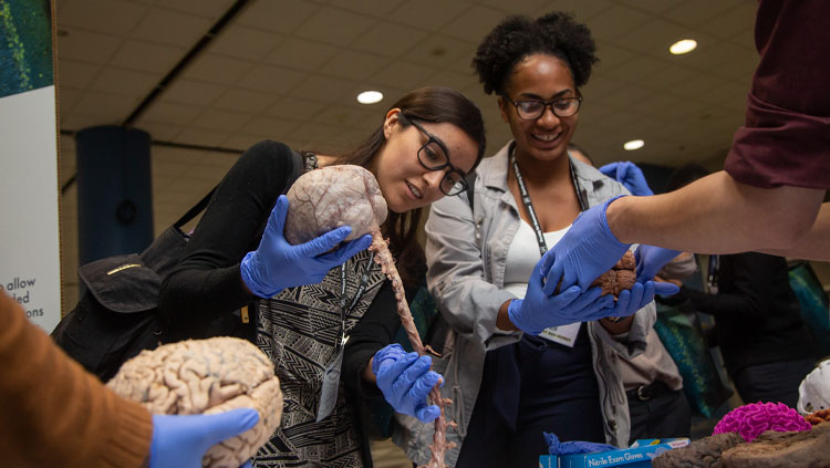 Two women holding brains during an interactive brain awareness event at Neuroscience 2019.