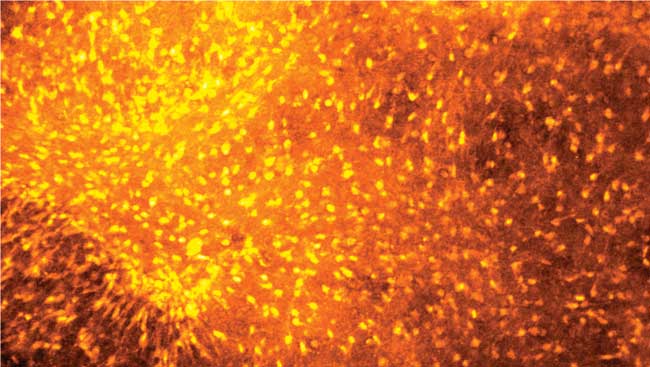 Scientific Image