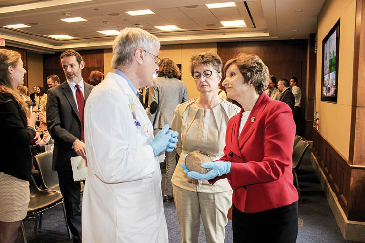 U.S. Rep. Suzanne Bonamici studies a brain during a neuroscience event on the Hill.