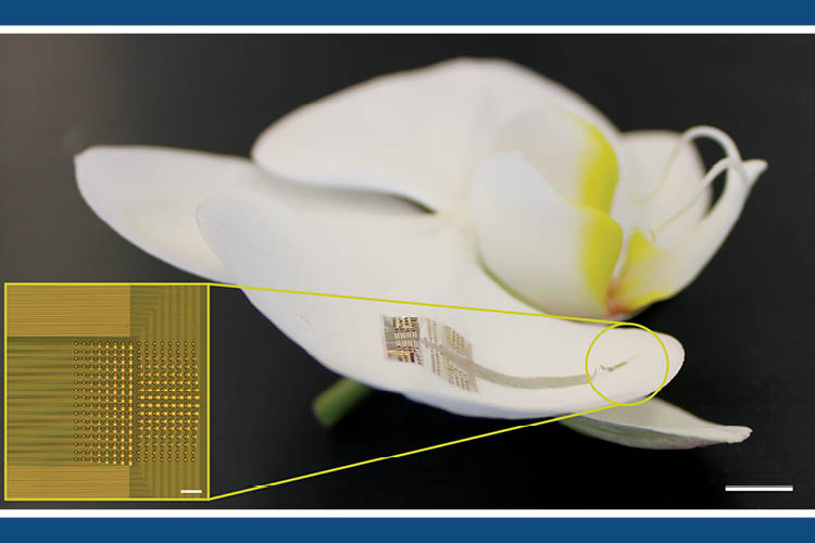 NeuroGrid, the device is composed of tiny electrodes made from the polymer PEDOT:PSS