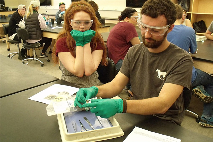 Brain Awareness Week Dissection