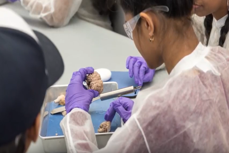 a child examining a brain in lab setting