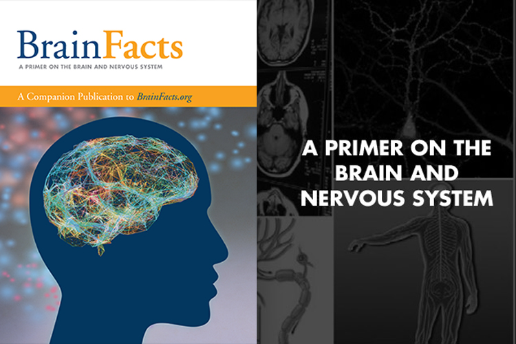 Cover of the BrainFacts book "A primer of the brain and nervous system"