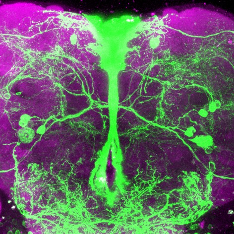 eN SiN Fruit Fly Neurons