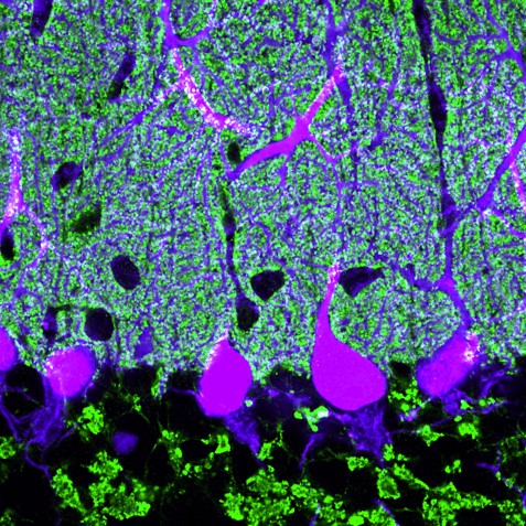 eN SiN Tree Shrew Visual Thalamus square