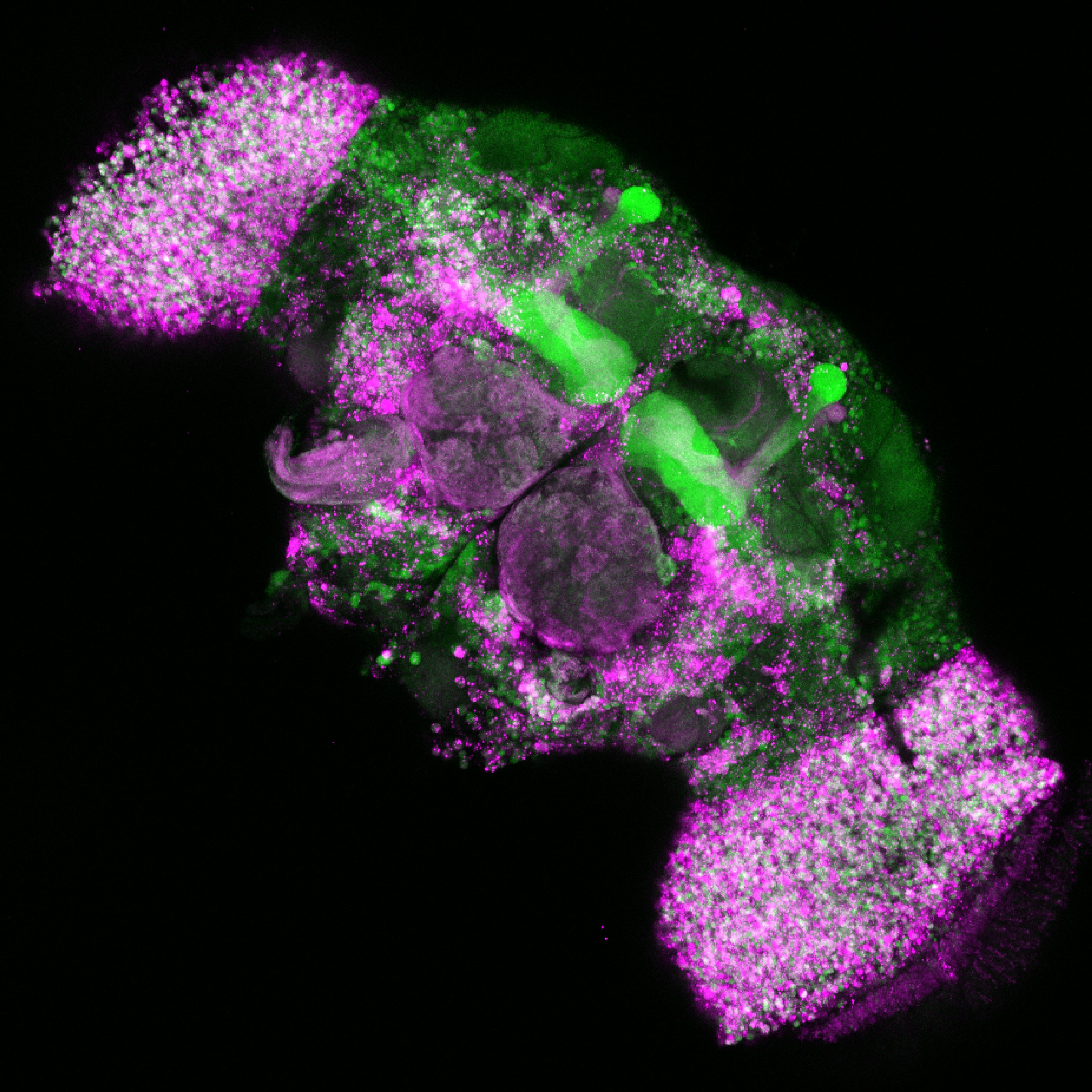 eN SiN Fruit Fly Brain