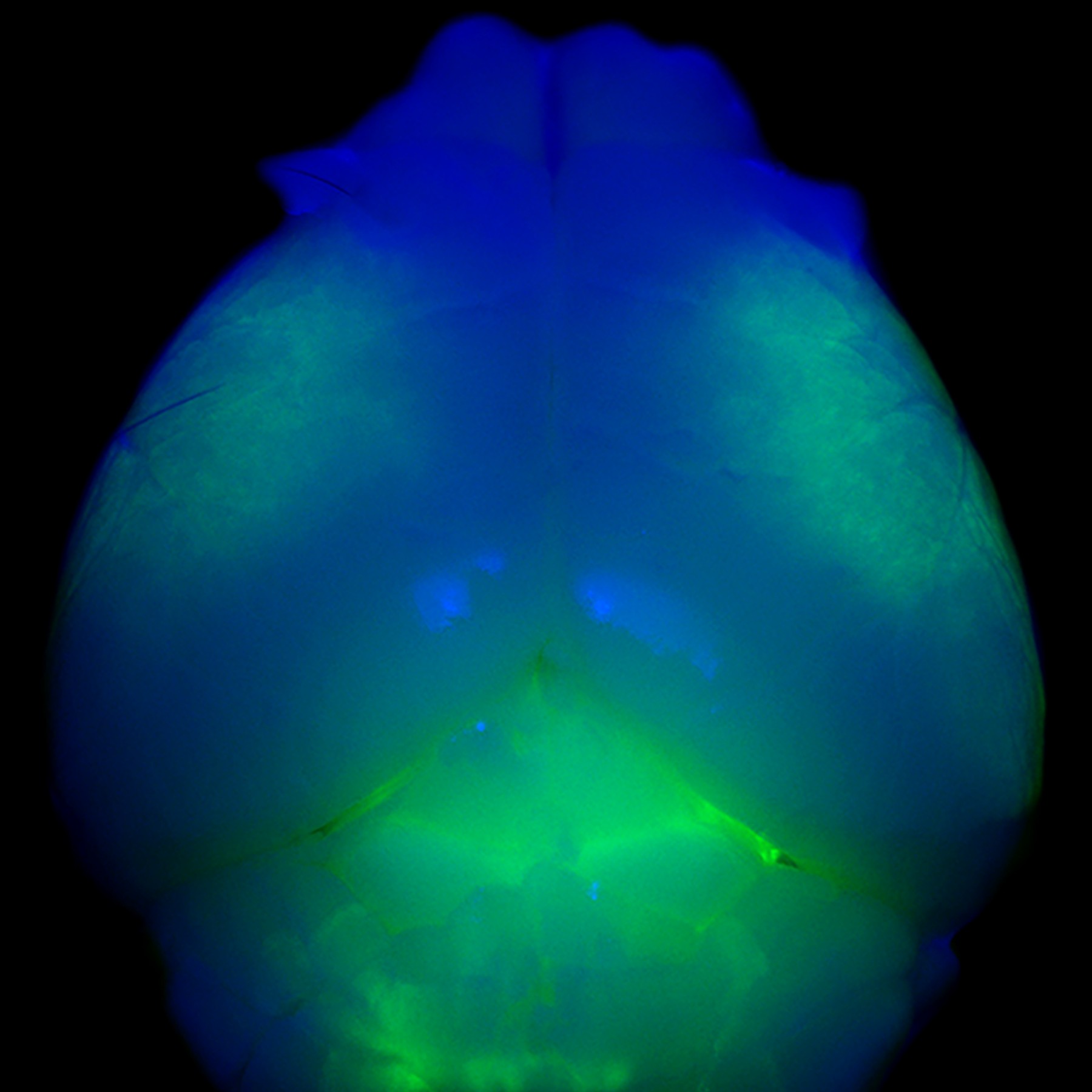 eN SiN Fruit Fly Brain