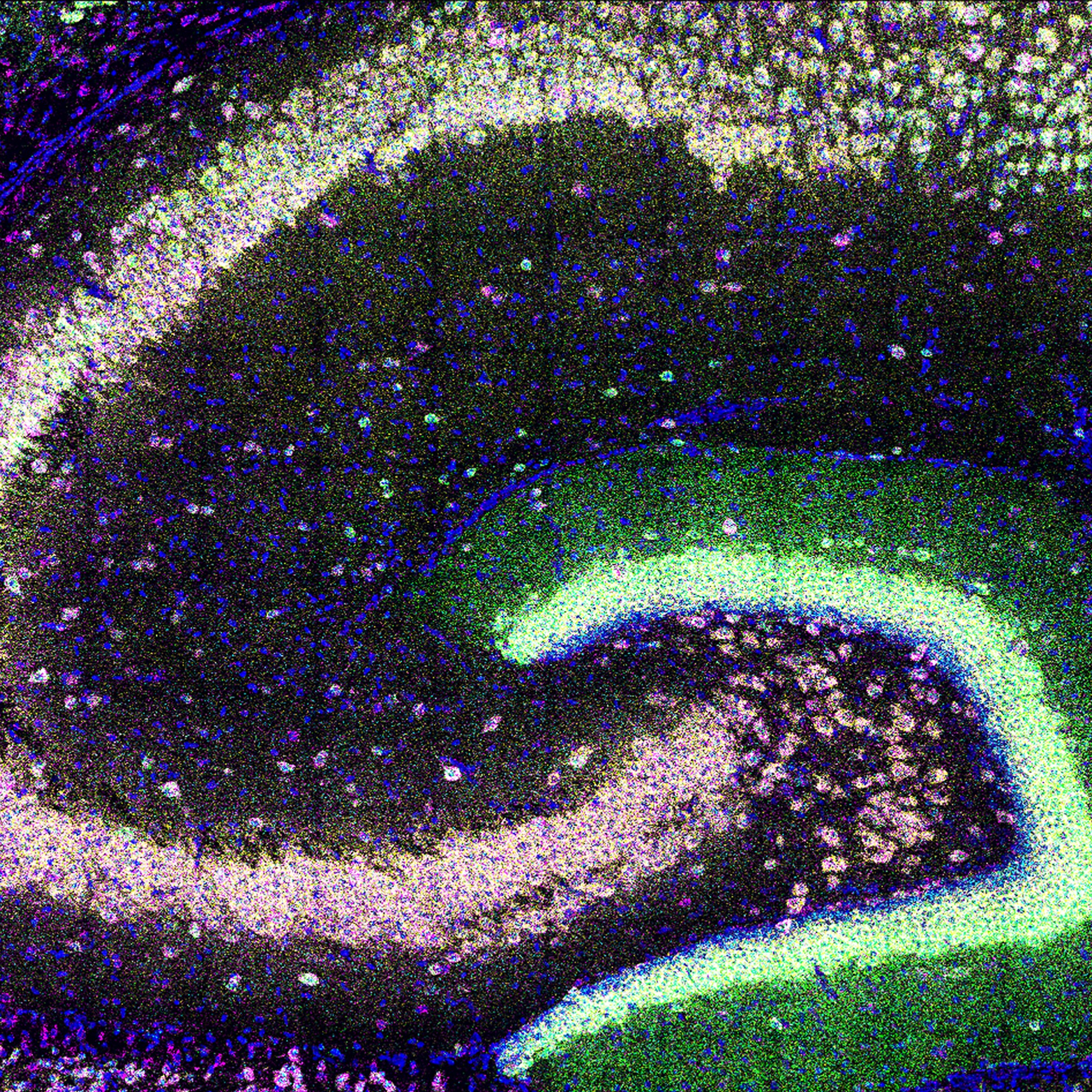 eN SiN Fruit Fly Neurons