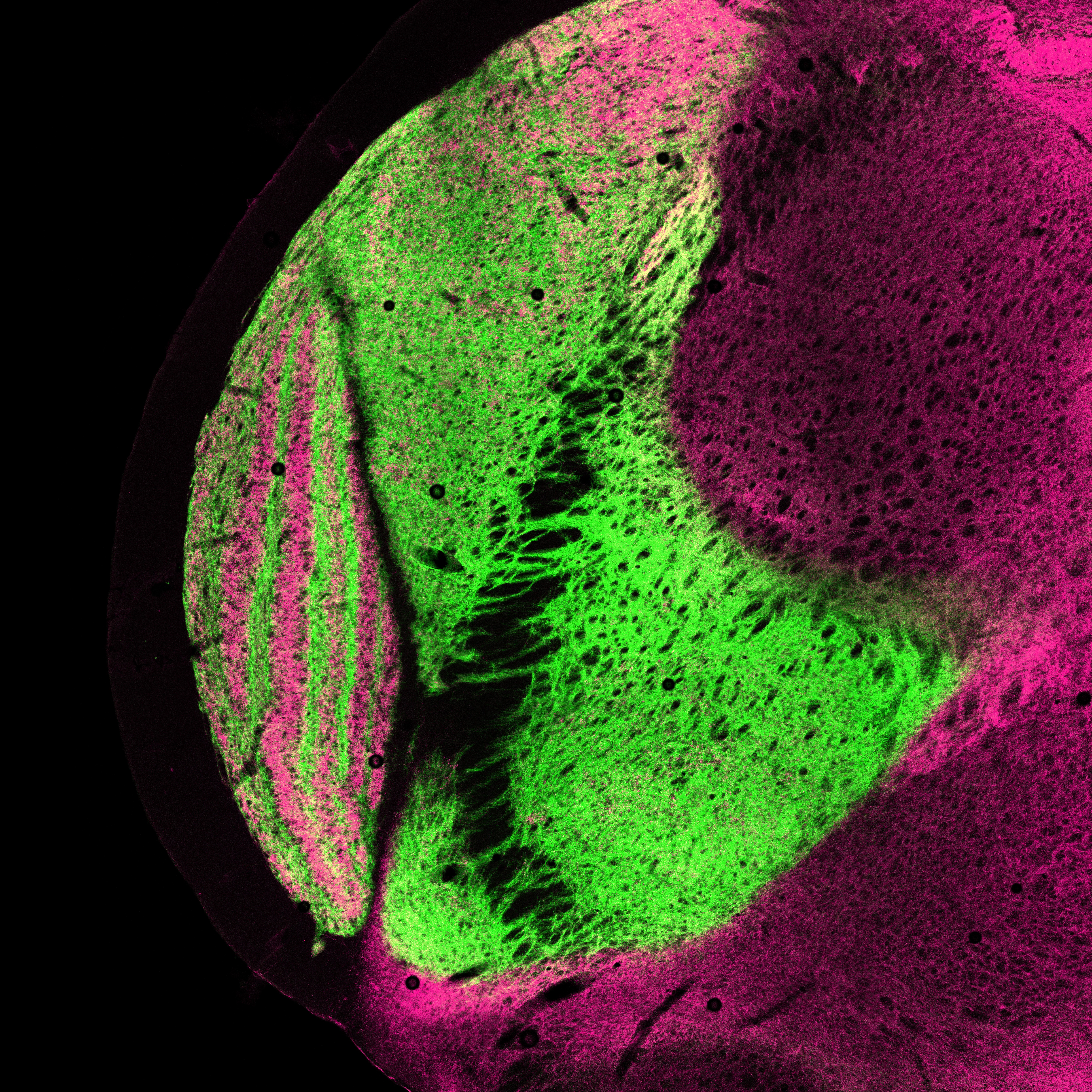 eN SiN Tree Shrew Visual Thalamus square