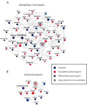 Hub gene coexpression networks of two modules in susceptible mice.