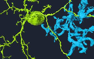 A starburst interneuron and bipolar cell.