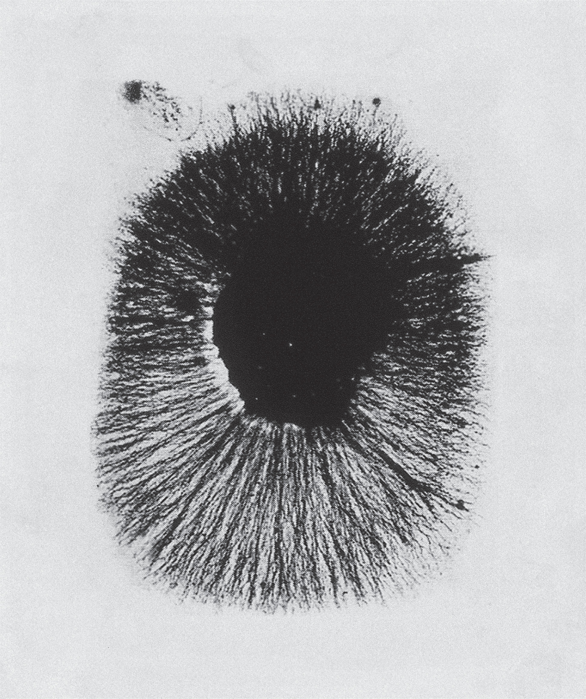 Experiment by Rita Levi-Montalcini observing the effects on a chick embryo 24 hours after exposure to nerve growth factor. (1952) With permission: Levi-Montalcini, 1964, Science, 143 (3602) 105-110.