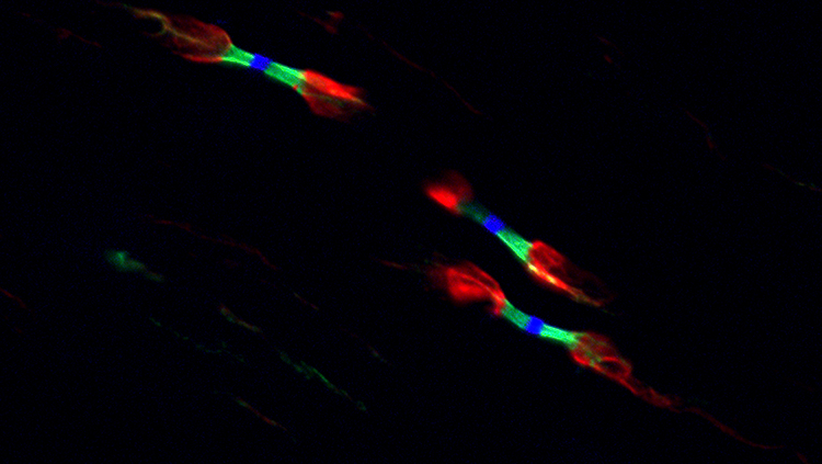 Generic science art