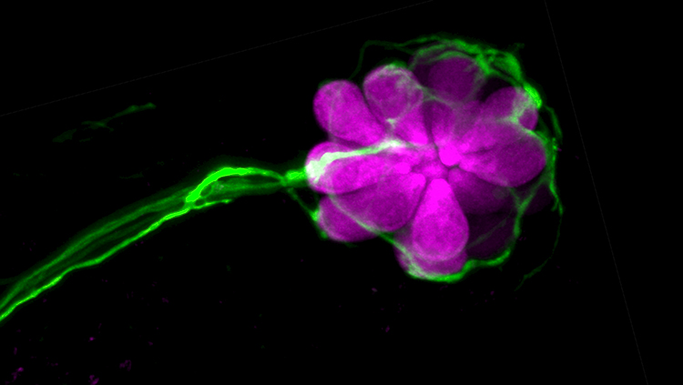 Generic science art