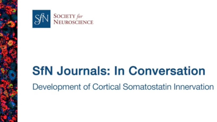 Screenshot of the Development of Cortical Somatostatin Innervation webinar