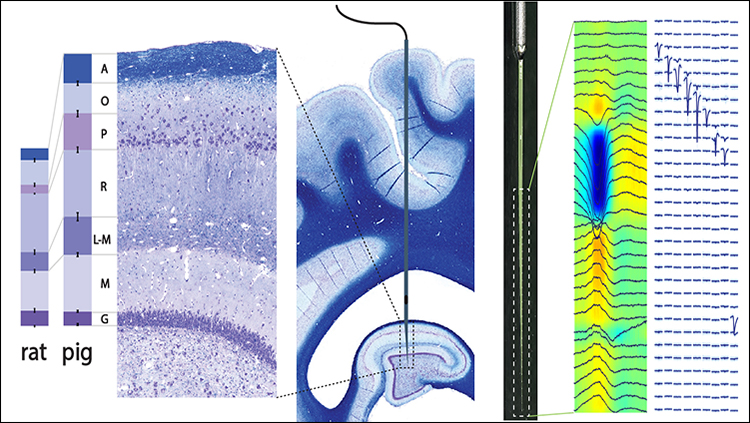 Characterizing Pig Hippocampus Could Improve Translational Neuroscience