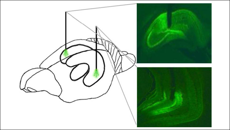 Memory of Last Meal Influences When, How Much Rats Eat Next