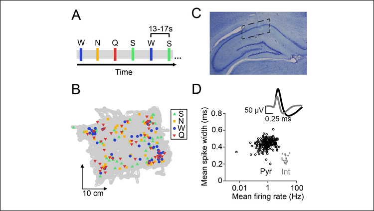 Interaction of Taste and Place Coding in the Hippocampus