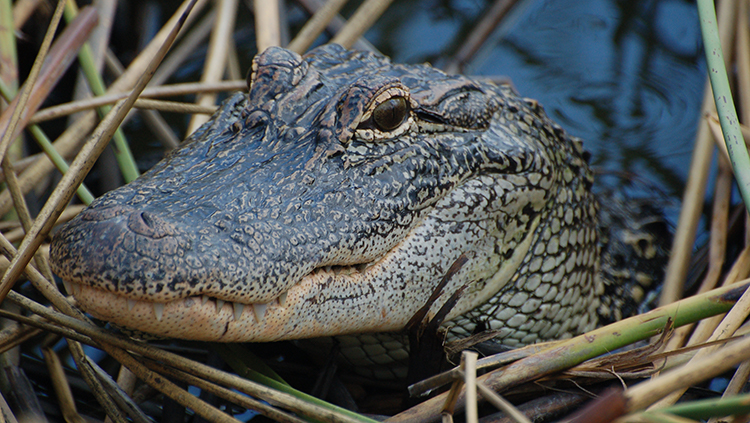 Alligator Study Supports Convergent Evolution of Spatial Hearing