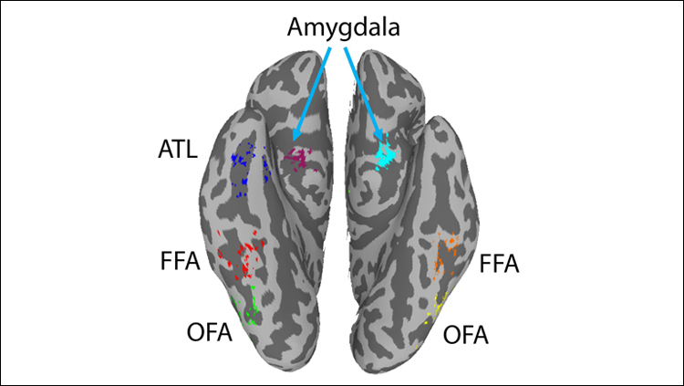 Widespread Brain Connections Enable Face Recognition