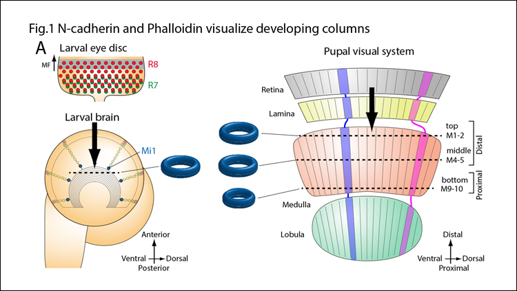 N-cadherin Orchestrates Columnar Self-Organization in Drosophila