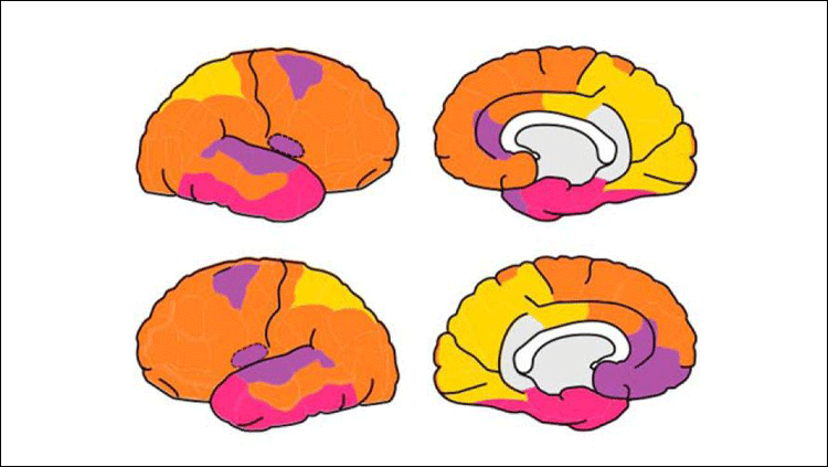Modular organization plotted on the fetal cortex with colors representing composition of four modules observed in fetal brain function.